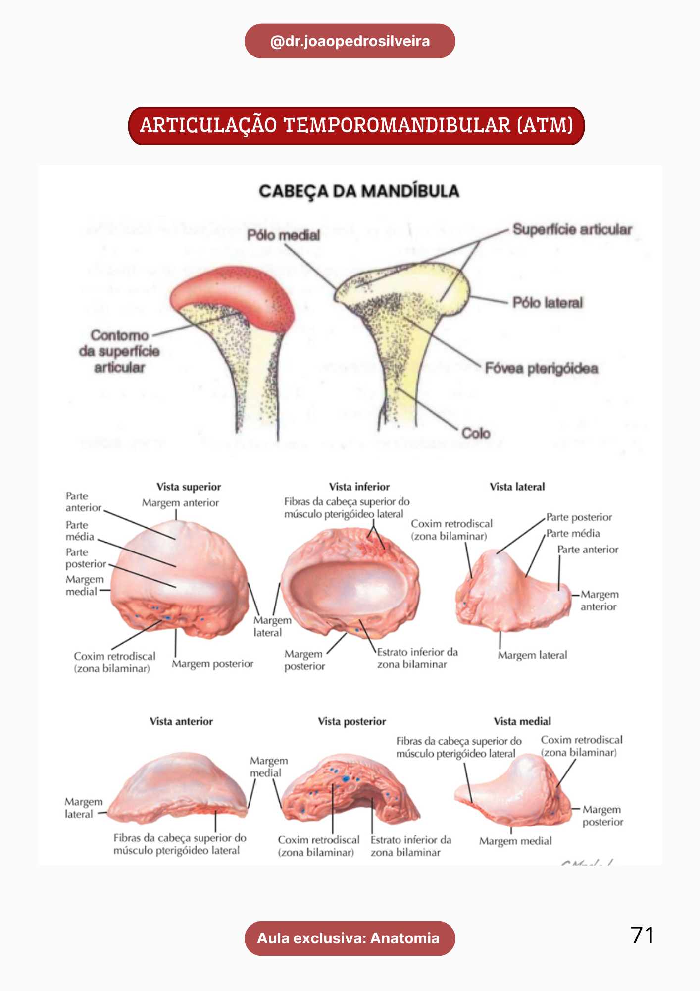 Anatomia pág. 71