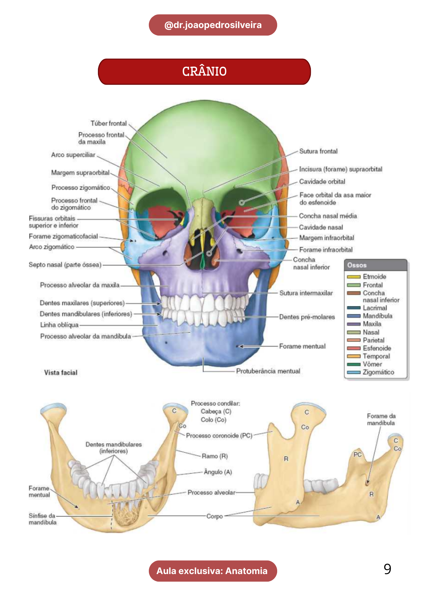 Anatomia pág. 9
