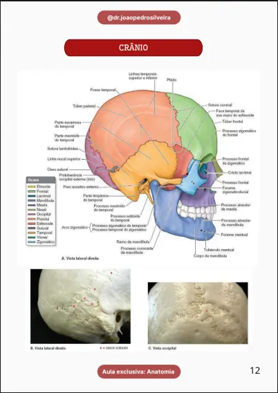 Prévia do livro de Anatomia