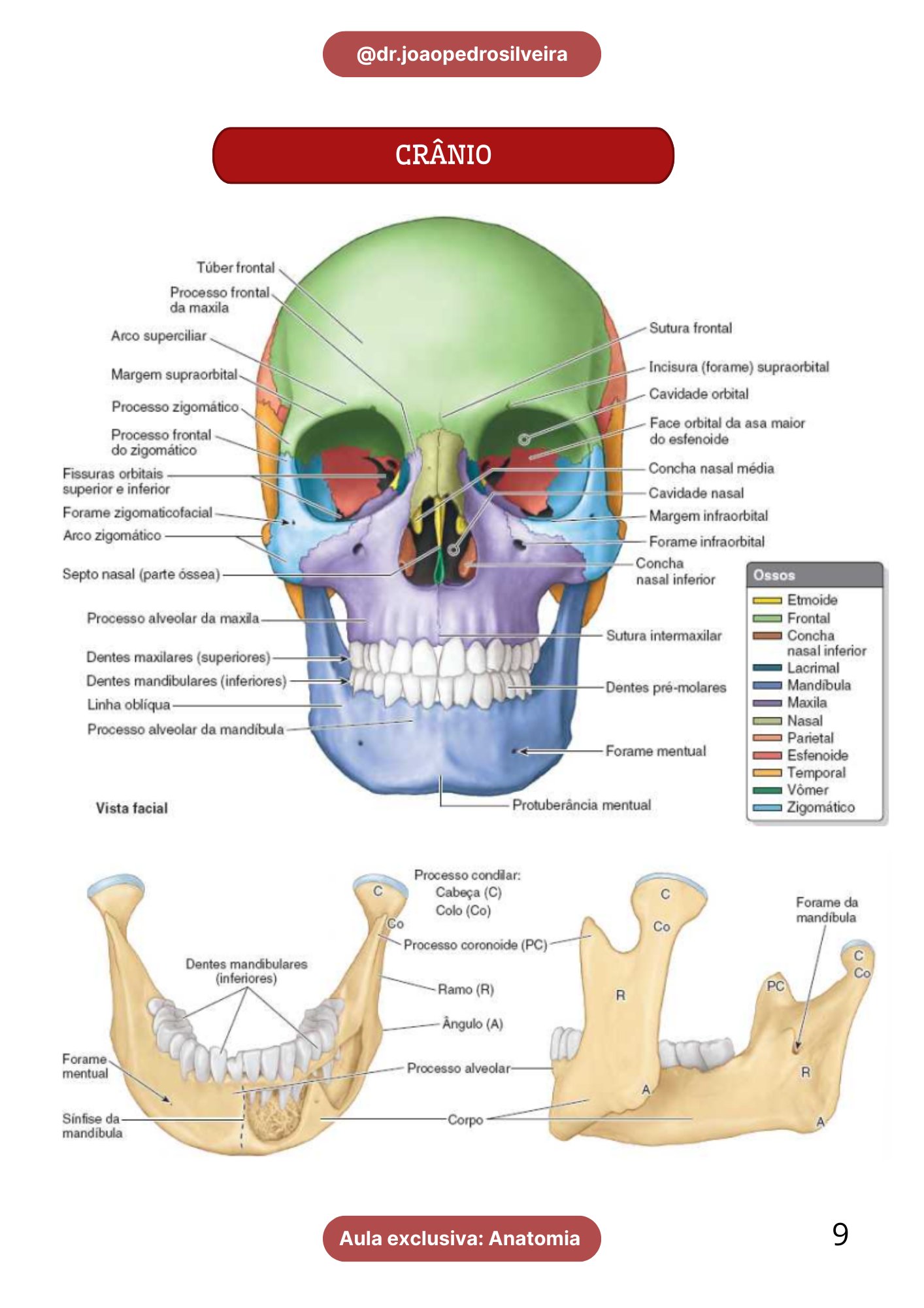 Amostra Anatomia pág 1